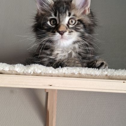 Vend chaton maine coon #4