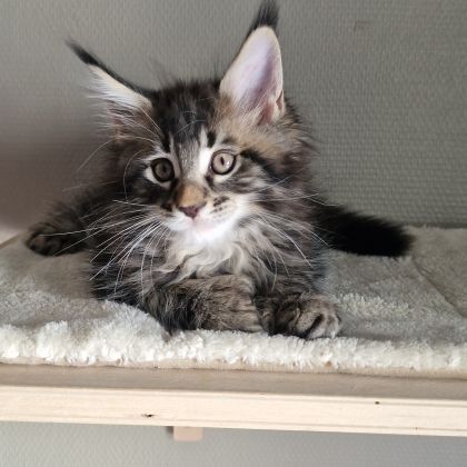 Vend chaton maine coon #5