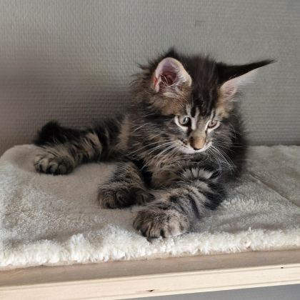 Vend chaton maine coon #7