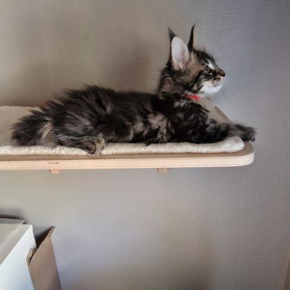 Vend chaton maine coon #8