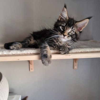 Vend chaton maine coon #9