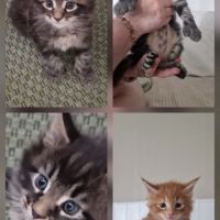 Vend chaton maine coon #4