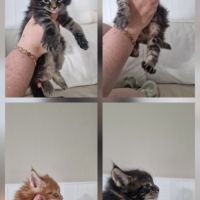Vend chaton maine coon #5