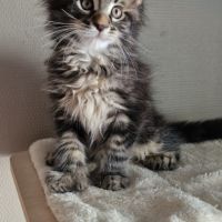 Vend chaton maine coon