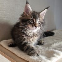 Vend chaton maine coon #2