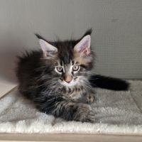 Vend chaton maine coon #3