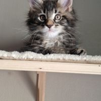 Vend chaton maine coon #4