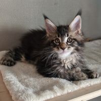 Vend chaton maine coon #6