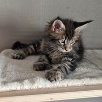 Vend chaton maine coon #7