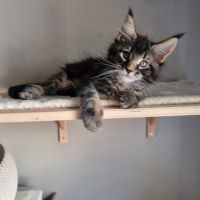 Vend chaton maine coon #9