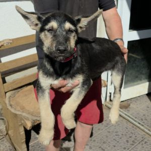 Zoe bébé berger allemand à l'adoption #1
