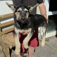 Zoe bébé berger allemand à l'adoption #1