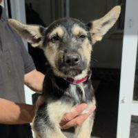 Zoe bébé berger allemand à l'adoption #2