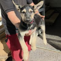 Zoe bébé berger allemand à l'adoption