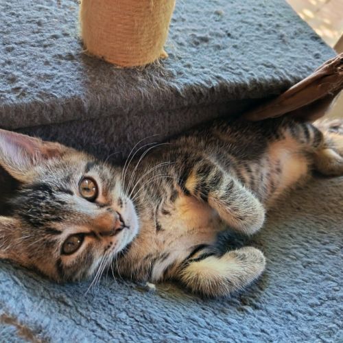 Batna, une vraie chatonne modèle #0
