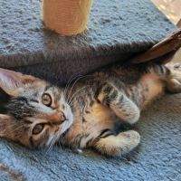 Batna, une vraie chatonne modèle