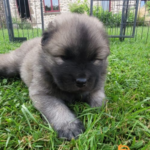 Chiots eurasiers lof #3