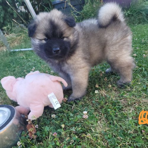 Chiots eurasiers lof #4