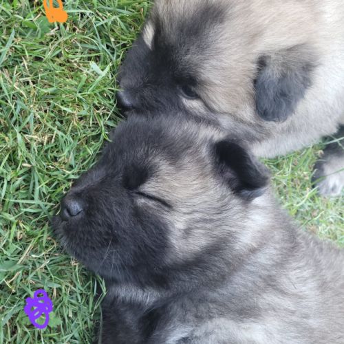 Chiots eurasiers lof #5