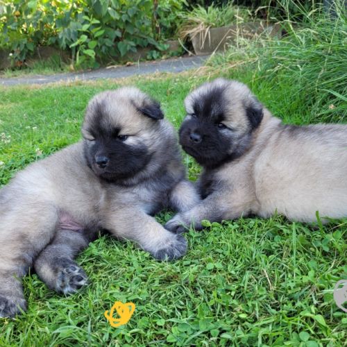 Chiots eurasiers lof #6