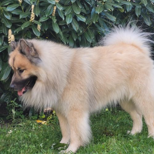 Chiots eurasiers lof