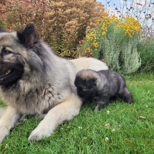 Chiots eurasiers lof #8