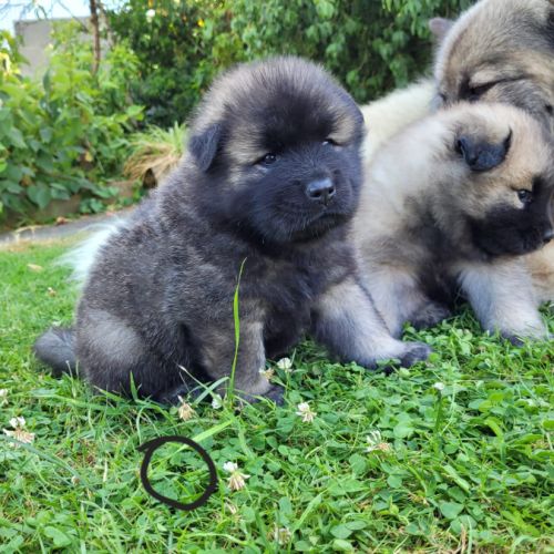 Chiots eurasiers lof #9