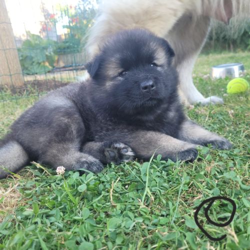 Chiots eurasiers lof #10