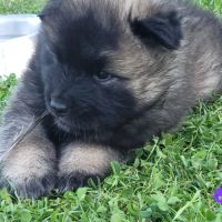 Chiots eurasiers lof #1