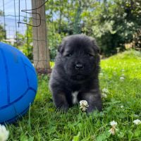 Chiots eurasiers lof #2