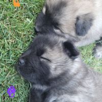Chiots eurasiers lof #5