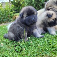 Chiots eurasiers lof #9