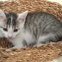 *plume* une petite chatonne calme et câline