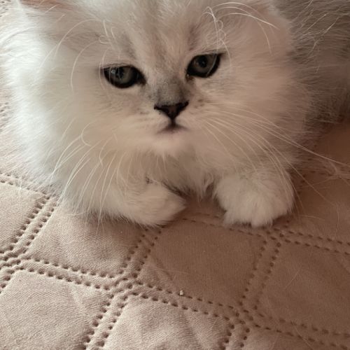 Chatons persan chinchilla loof a reserver #2