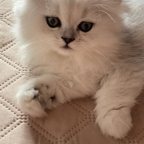 Chatons persan chinchilla loof a reserver #3