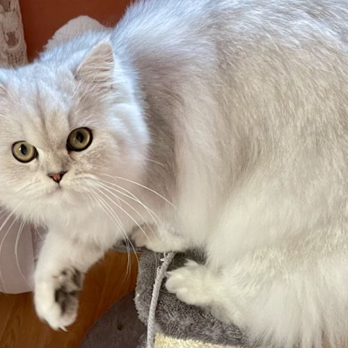 Chatons persan chinchilla loof a reserver #4