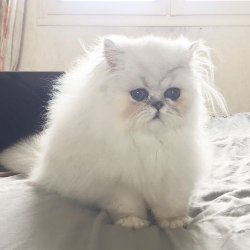 Chatons persan chinchilla loof a reserver #5