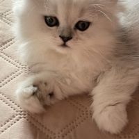 Chatons persan chinchilla loof a reserver #3