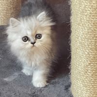 Chatons persan chinchilla loof a reserver