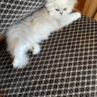Chatons persan chinchilla loof a reserver #7