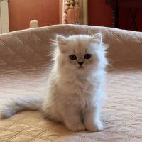 Chatons persan chinchilla loof a reserver #8