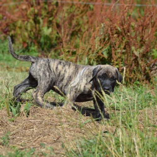 Chiots male presa canario  - dogo canario #1