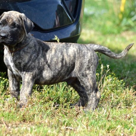 Chiots male presa canario  - dogo canario #2