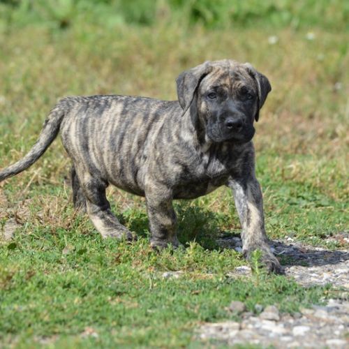 Chiots male presa canario  - dogo canario #3