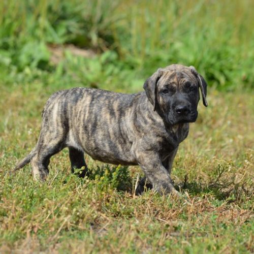 Chiots male presa canario  - dogo canario #0