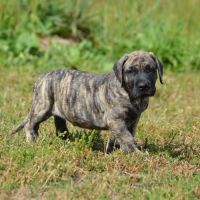 Chiots male presa canario  - dogo canario