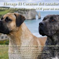 Chiots male presa canario  - dogo canario #5