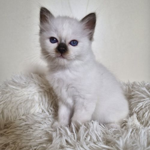 Chaton sacré de birmanie mâle loof #0