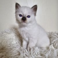 Chaton sacré de birmanie mâle loof