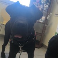 Cane corso a adopter